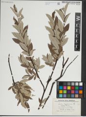 Foto von Salix lapponum L.